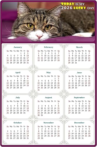 Calendario magnético 2025 – Imanes del calendario – Today is my Lucky Day – Resistente a la decoloración, desgarros y agua – Temática de gato 022