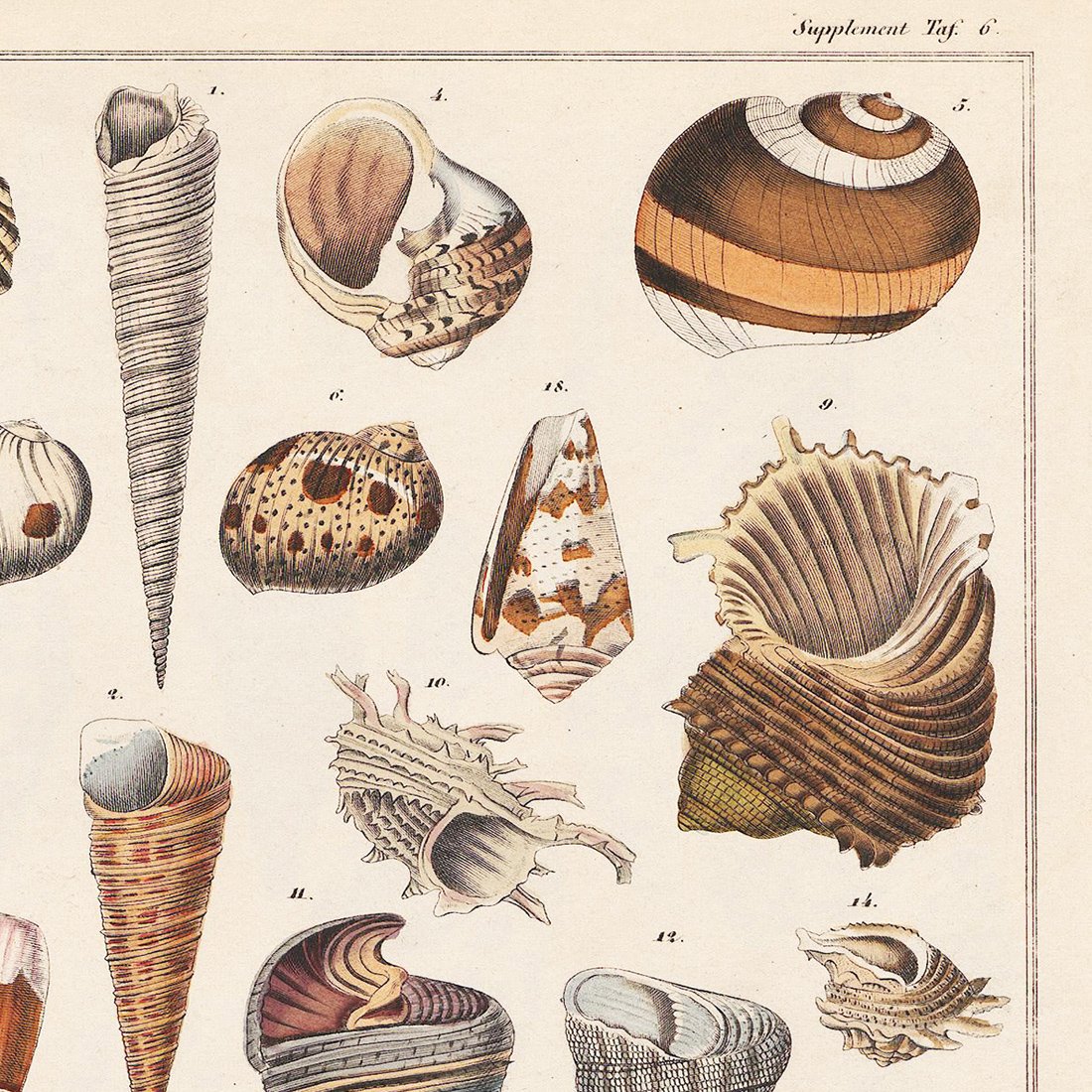 貝の絵柄の絵画 貝の絵柄の絵画