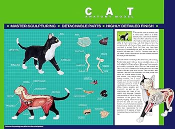Amazon.co.jp: 4D 猫の骨格解剖学モデルキット取り外し可能で