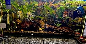 Review Image by Brooks Goettle