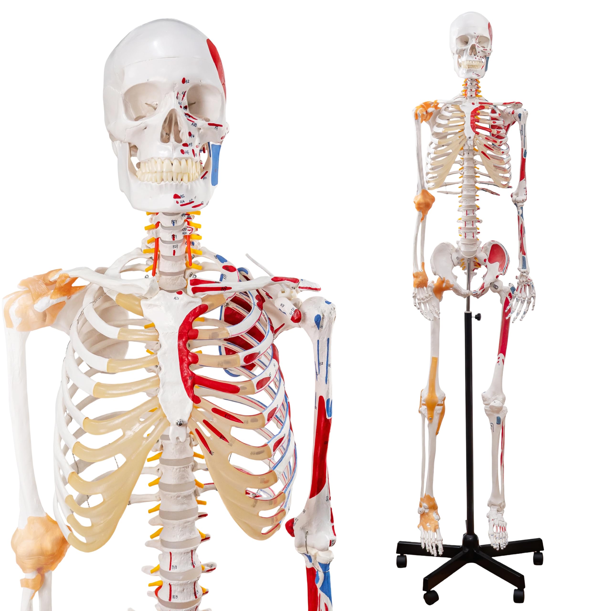 Menschliches Skelettmodell, Medizinische Anatomische Lebensgröße Skelett Replik mit Wirbelsäulennerven, Muskeleinfügung und Ursprungspunkte, Gelenkbänder, Enthält Rollstand, für Ärzte, Studenten
