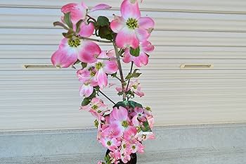 Amazon.co.jp: ハナミズキ苗赤白ピンク3色セット いろんな