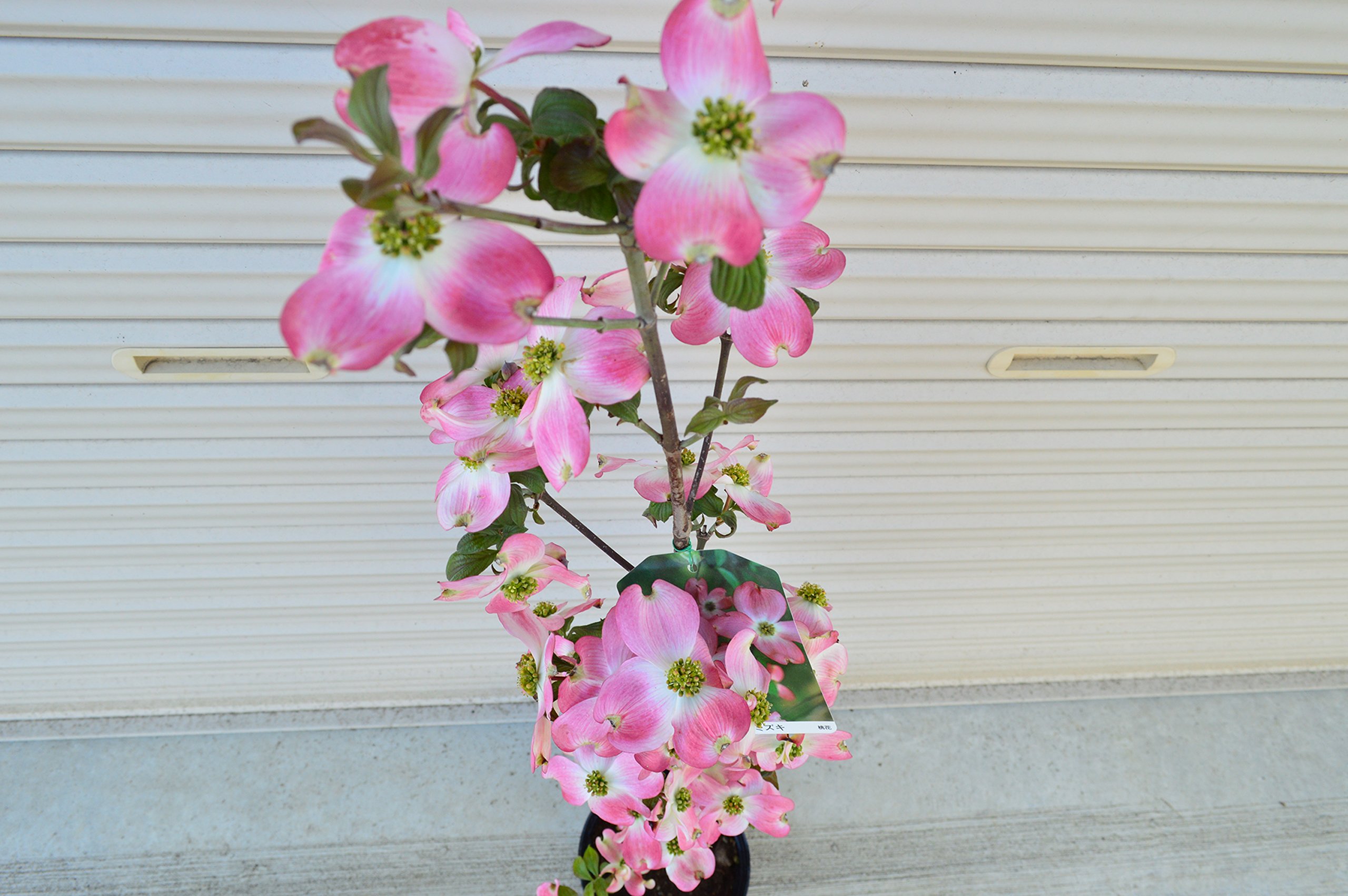 Amazon.co.jp: ハナミズキ苗赤白ピンク3色セット いろんなハナミズキが