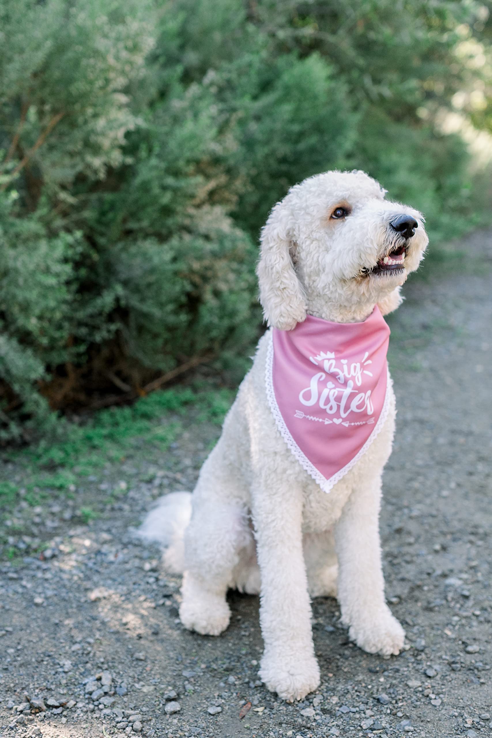 Pet Scarf Promoted To Big Sister Dog Bandana Dog Big Sister
