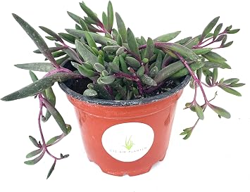 String of Pickles Succulents Ruby Beads Othonna Capensis Rooted in 4 Pot