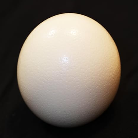 ガチョウの卵の殻 48個 エッグアート用 www.vetrepro.fr