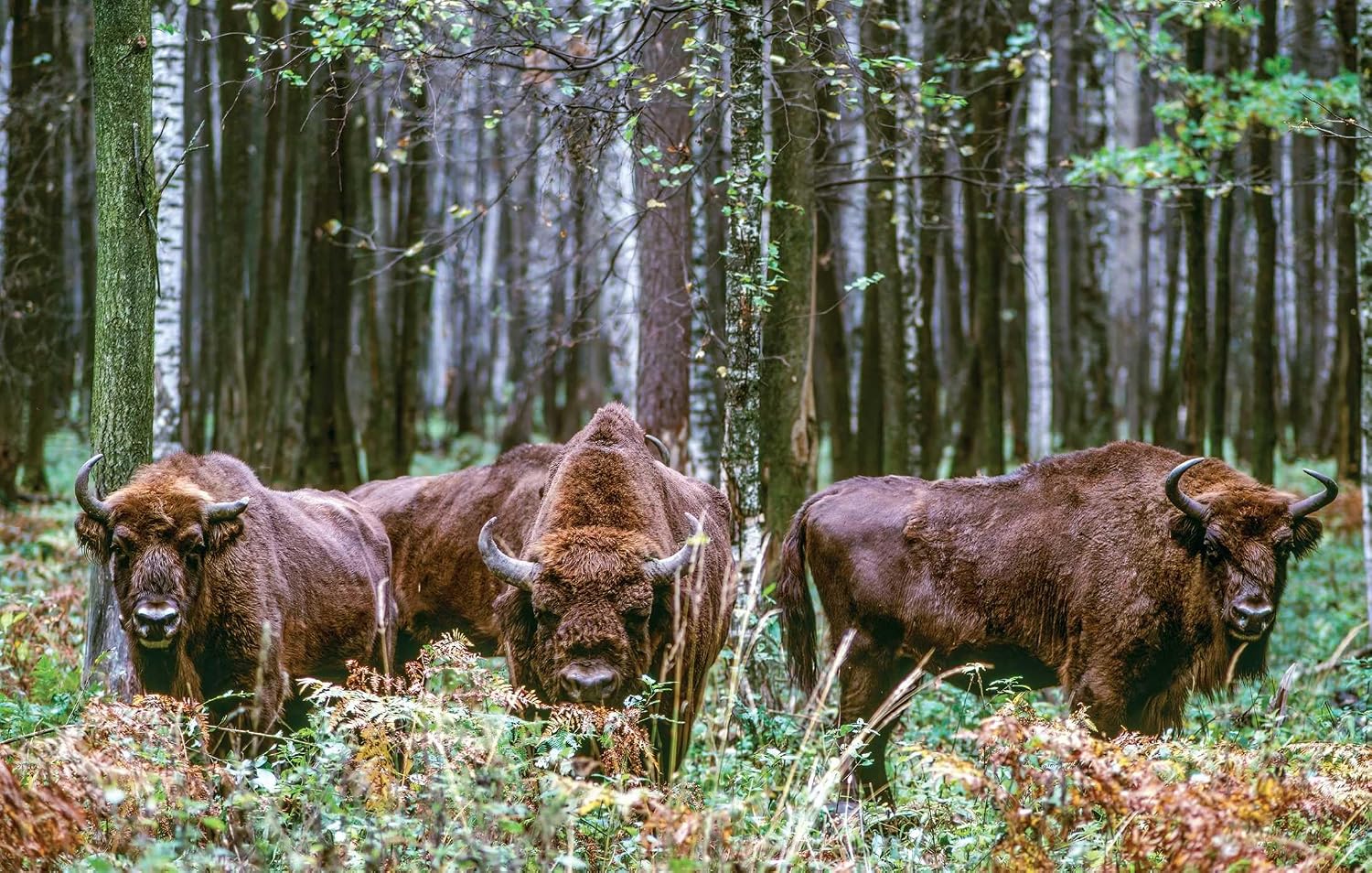 Wild Lives: The World's Most Extraordinary Wildlife