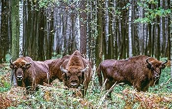 洋書　WILD LIFE IN AMERICAN ART 洋書 WILD LIFE IN AMERICAN ART Proud to be an American
