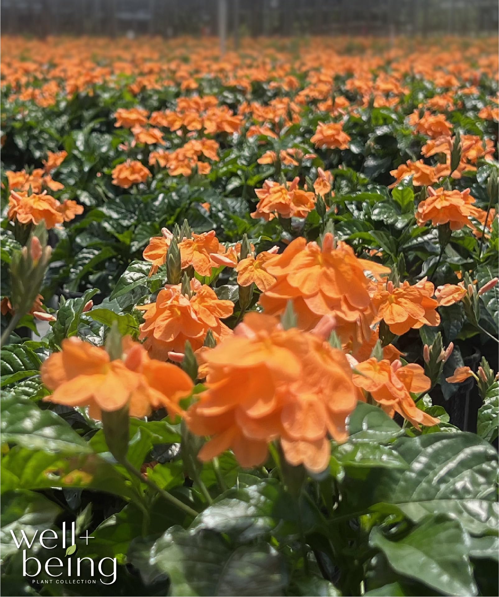 dianella plant Shop For Dianella Tasmanica Variegata Online