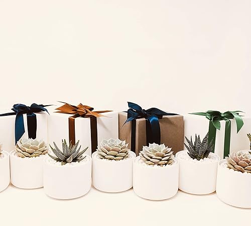 Miniatura 1 de Caja de regalo suculenta (resplandor - gris maceta y caja)