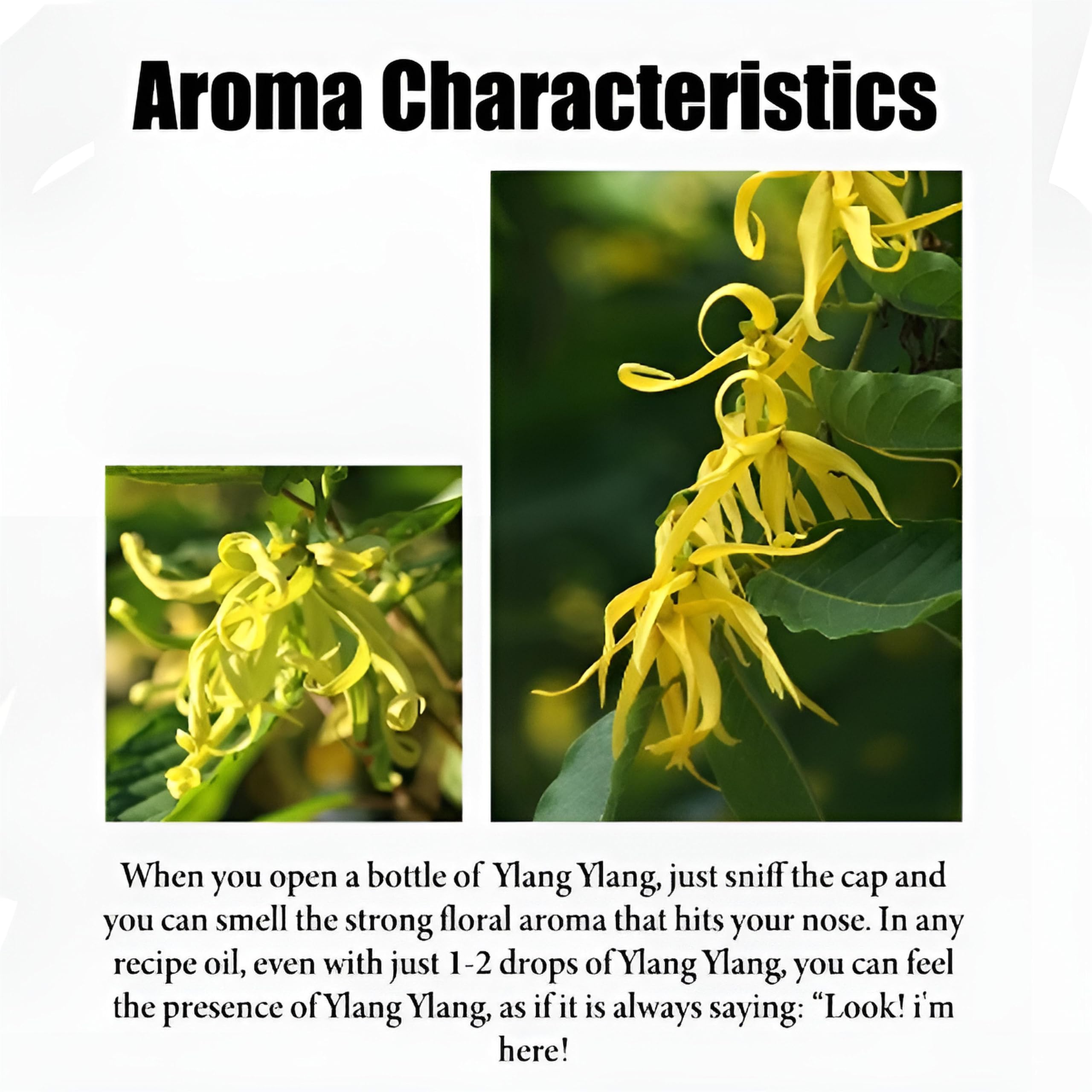 Ätherisches Ylang-Ylang-Öl & ätherisches Ylang-Ylang-Öl, reines Aromatherapie-Öl für Diffusoren, Kerzen, Seifen, Hautpflege, Massage und Entspannung, natürliches organisches Ylang-Ylang-Öl(500ml)