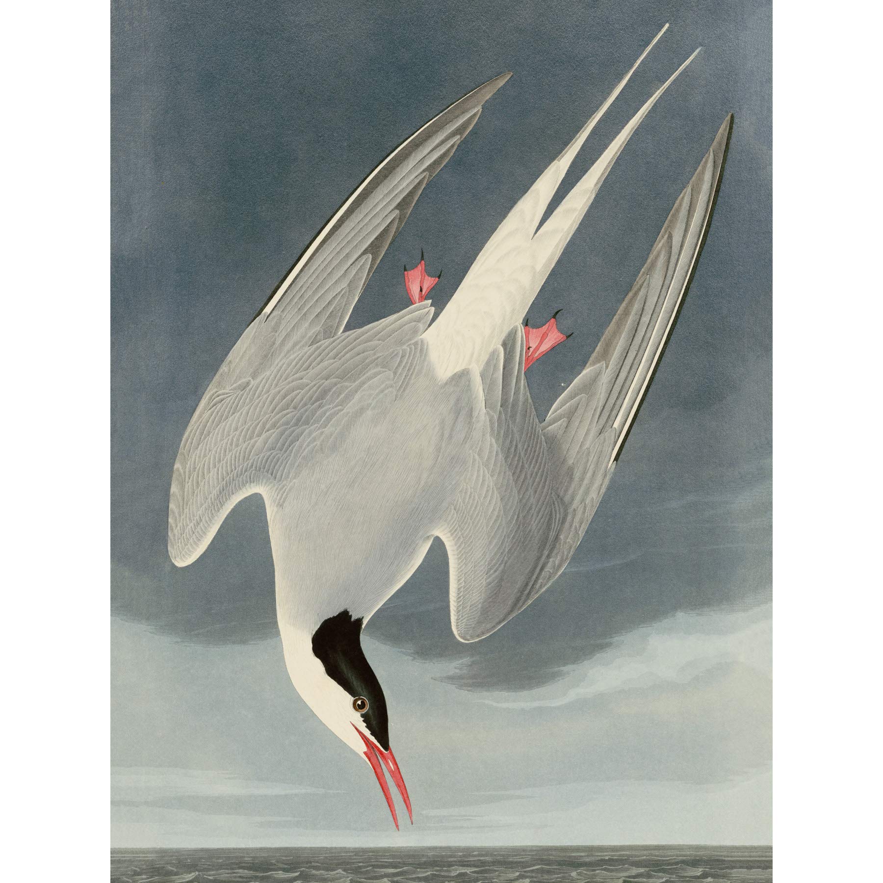 Artery8 Audubon Birds America Arctic Tern Premium Wall Art Canvas Print 18X24 Inch