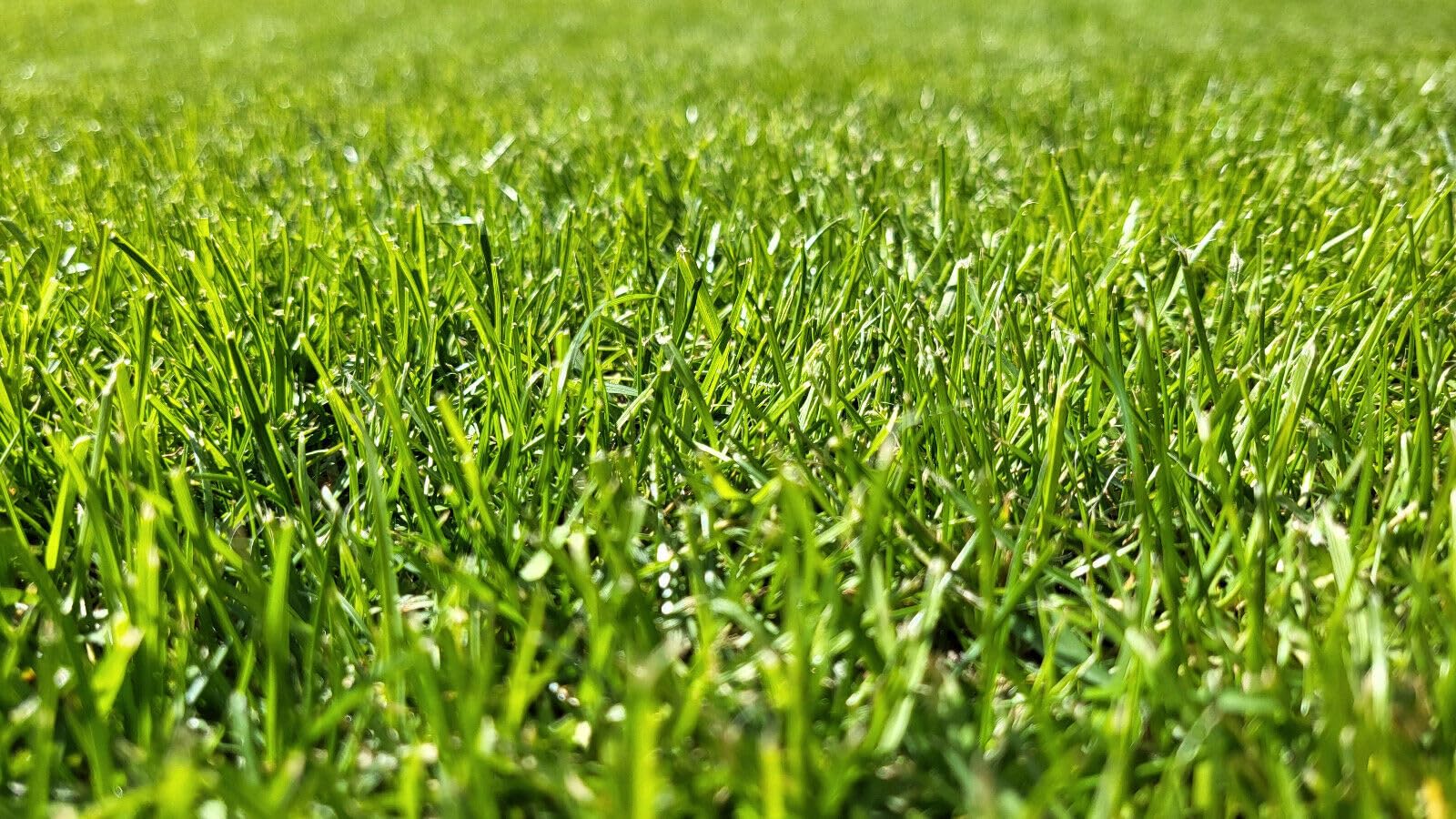 YaraMila Complex Blaudünger 25kg | Hochwertiger Dünger für Rasen, Gemüse, Blumen & Zierpflanzen | Chlorfrei & Reich an Mikronährstoffen | Ideal für Gartenbau und Gewächshaus