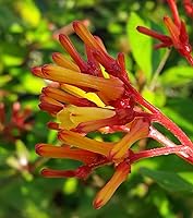 Vista 3 de Firefly - Arbusto de fuego rojo escarlata enano, Hamelia Patens cv, planta arbustiva viva, flor naranja amarilla, Emerald Goddess Gardens - Starter