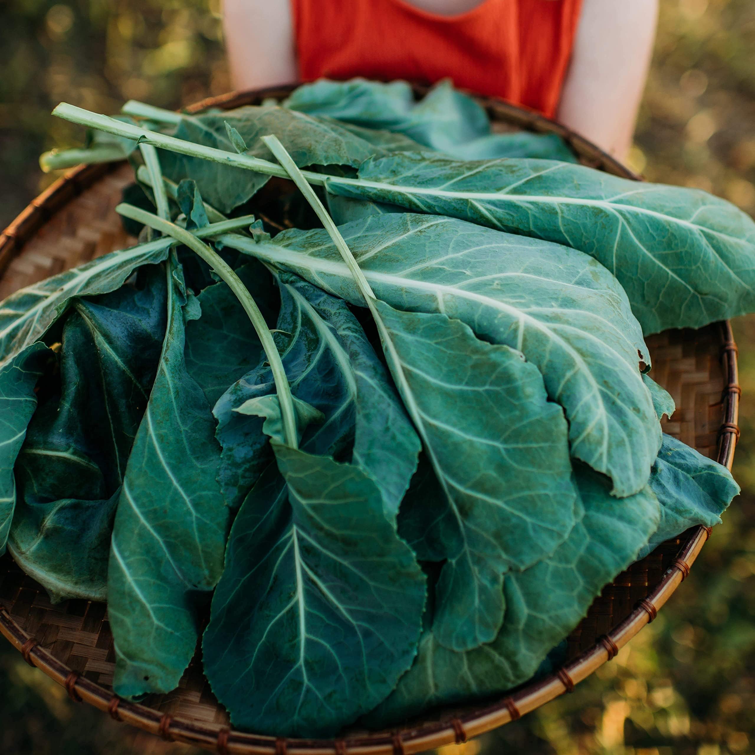 Amazon.com : 9EzTropical - Green Giant Leaf Tree Collard Cutting - 2 ...