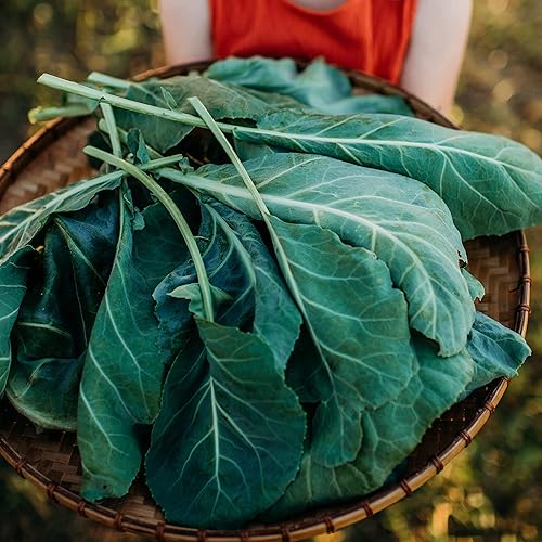 Vates Collard Greens - 100 semillas - Variedad tradicional y polinizada abierta, cultiva tus propias verduras de hojas, semillas de vegetales sin