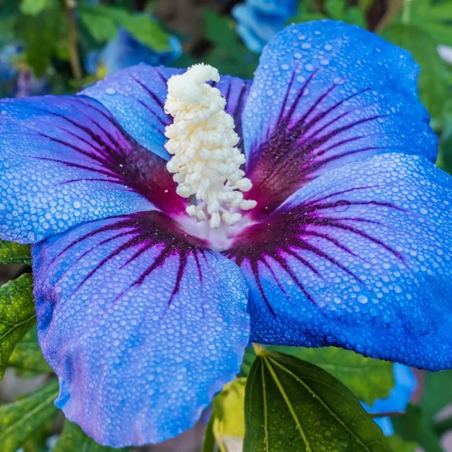YEGAOL Garden 30Pcs Blue Hibiscus Seeds Perennial NonGMO