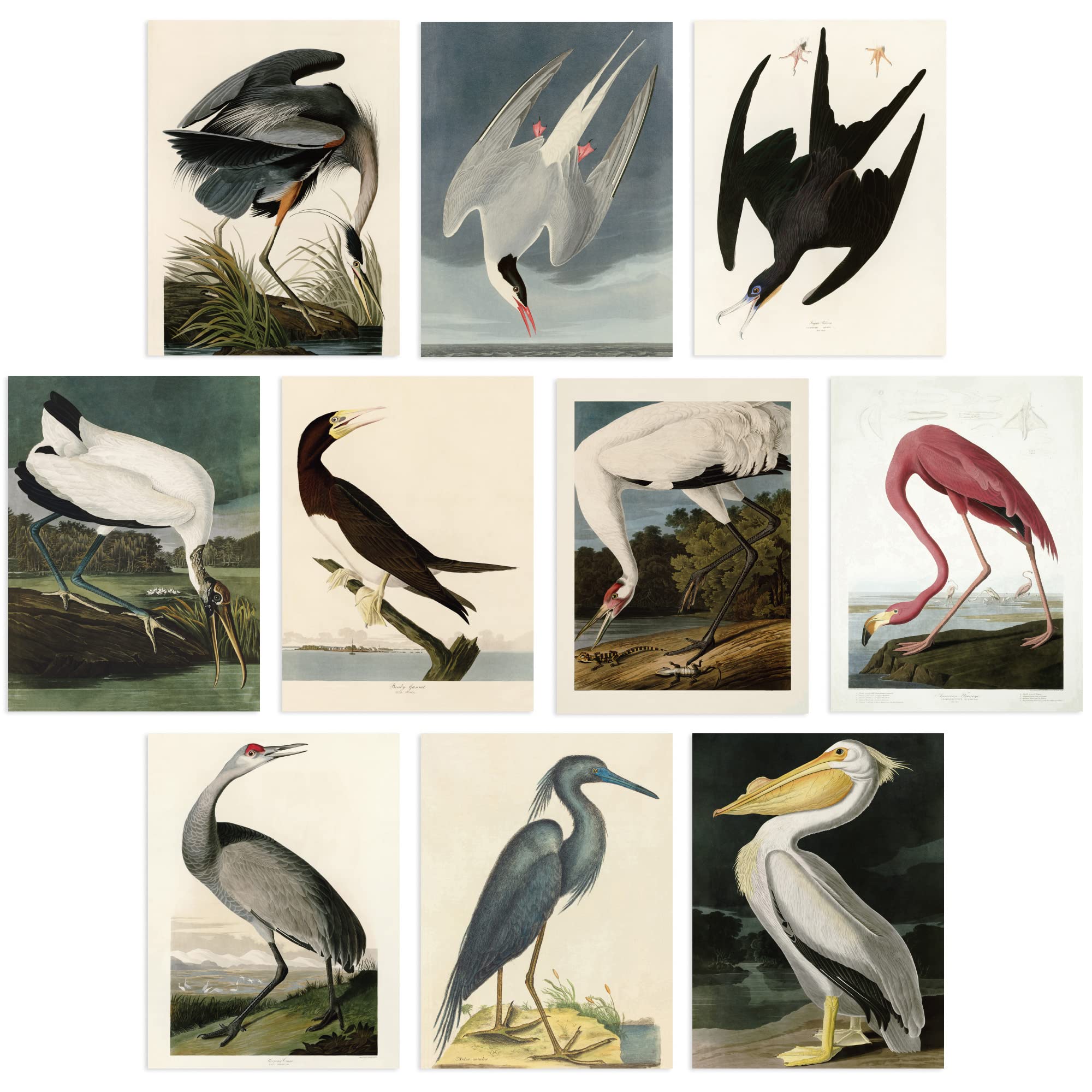 Artery8 Vintage Audubon Art Print 30cm Paper Multi Pack