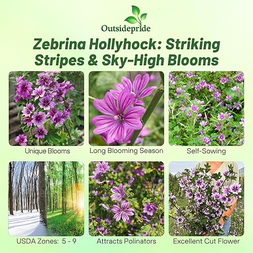 Miniatura 2 de Outsidepride Zebrina French Hollyhock Seeds  1000 piezas de semillas perennes de color blanco y morado, semillas de flores tolerantes a la sequía de