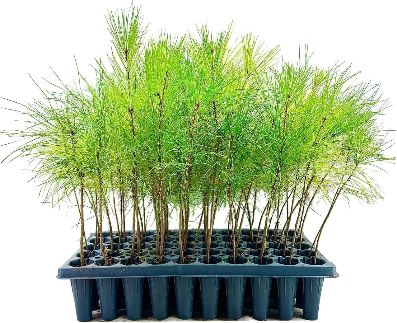 Slash Pine Tree | 10 Live Plants | Pinus Elliottii | Fast Growing Stately Shade Tree