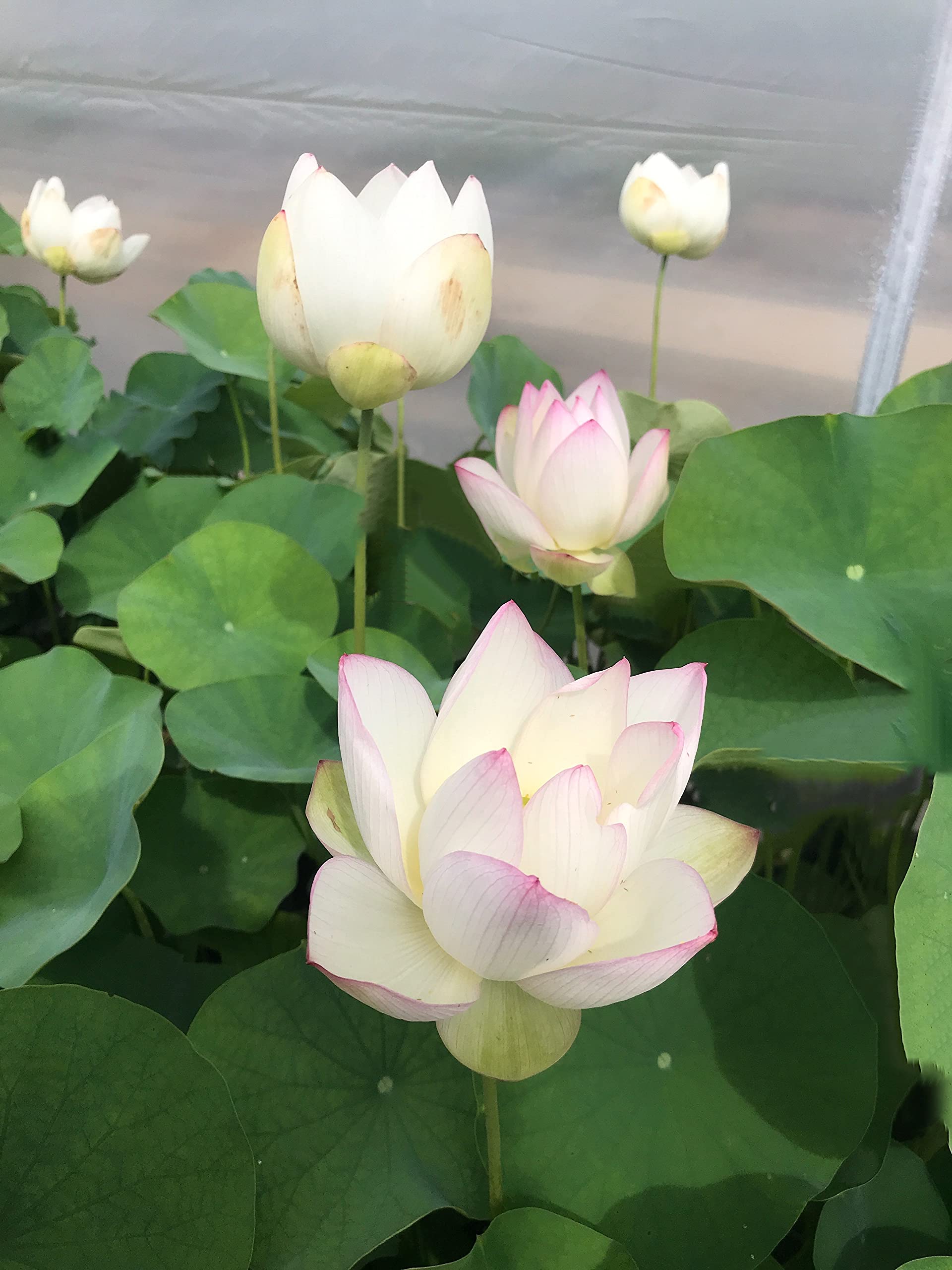 See full amazon price history chart for Florona Rare White Bowl Lotus Flower Seeds Miniature Nelumbo Nucifera 15 seeds Pack For Planting Florona Rare White Bowl Lotus Flower Seeds Miniature Nelumbo Nucifera 15 seeds Pack For Planting (B09HMVNZH2) Amazon Price History, Amazon Price Tracker