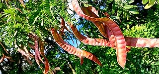Thornless Honeylocust Seeds for Planting (12 Seeds) - Gleditsia triacanthos Inermis