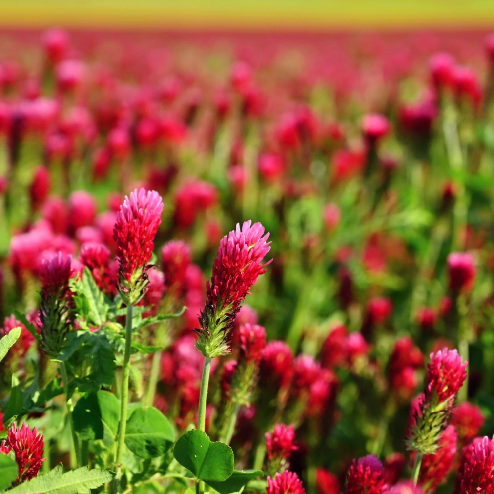 Amazon.com : Crimson Clover Seeds - 5 lb Bulk ~232,000 Seeds