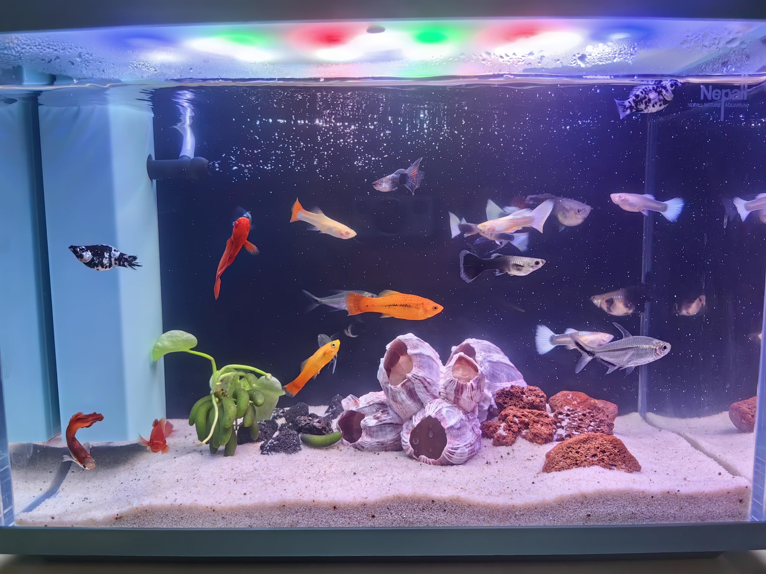 YZHZOM Large Purple Barnacles Clusters, Aquarium Decor with Purple Coral for Fish Tank