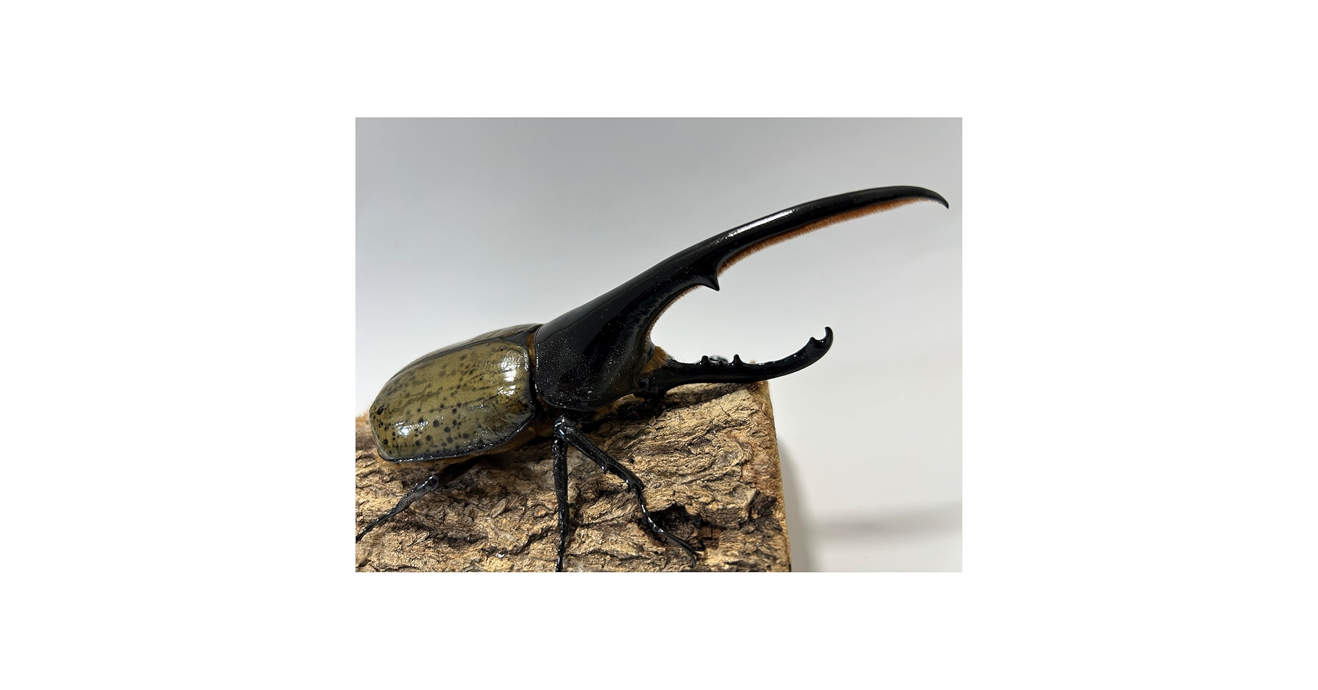 Amazon.co.jp: Art of Hercules Hercules Gokabuto Pair Male