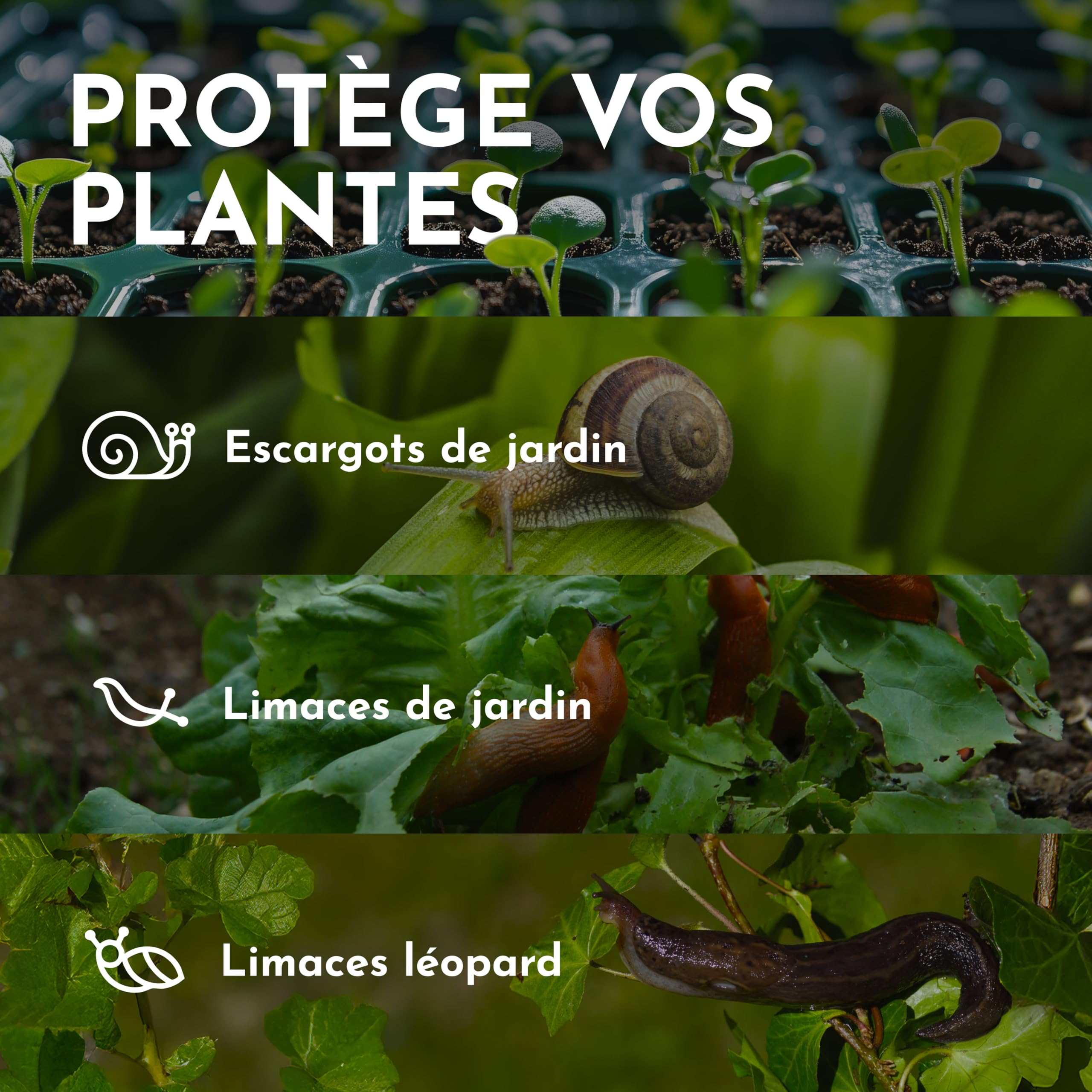 Thym Spray Anti Limaces et Escargots Jardin, Plante, Fleur -500ml- Non Tachant - Usage Intérieur & Extérieur - Répulsif Limace Escargots aux Huiles Essentielles Naturelles