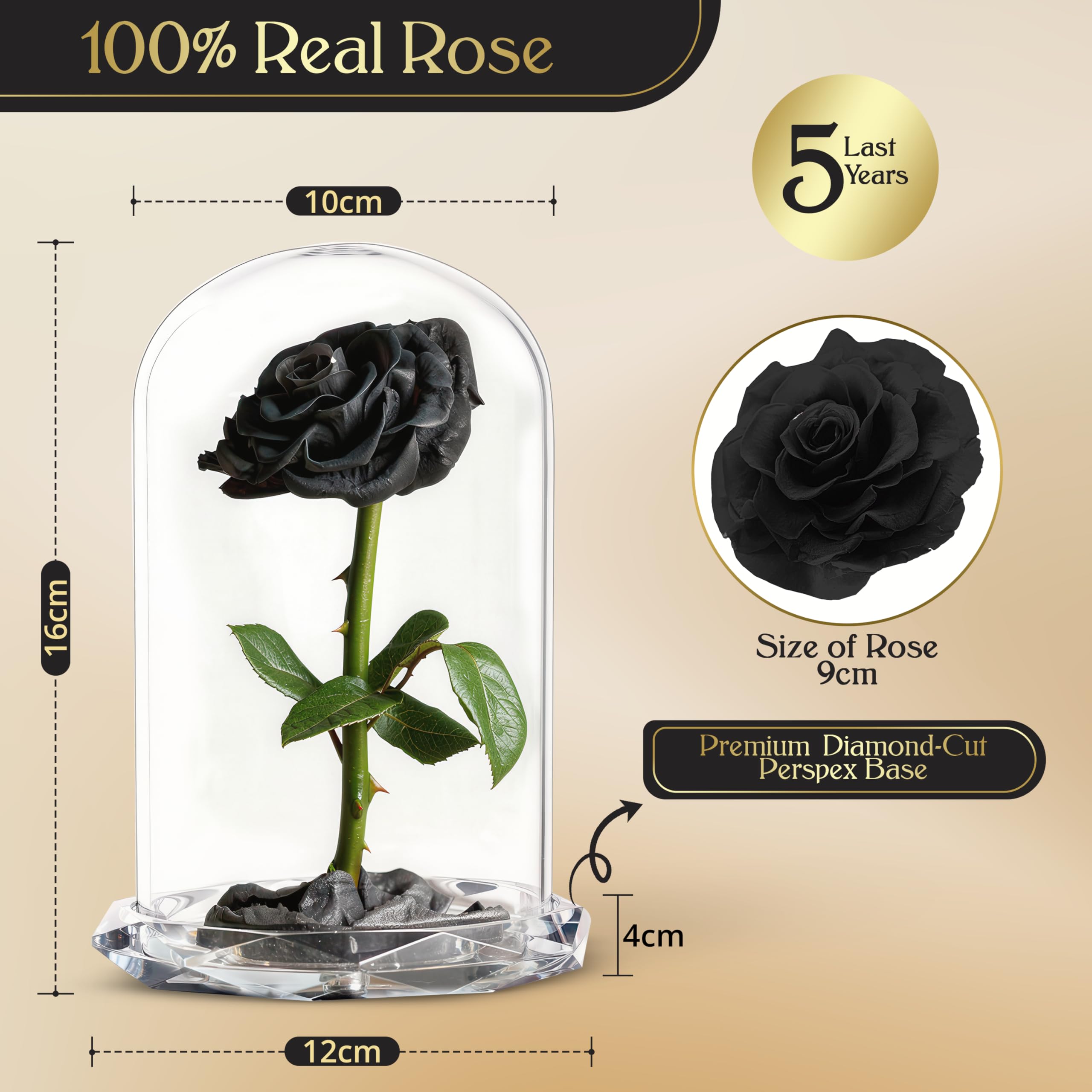 INTIGNIS Rose Stabilisée sous Cloche en Verre, Véritable Fleur Préservée Jusqu’à 5 Ans, Cadeau Élégant pour Femme, 25 cm avec Fleur 8 cm, Base Décorative (Noir)