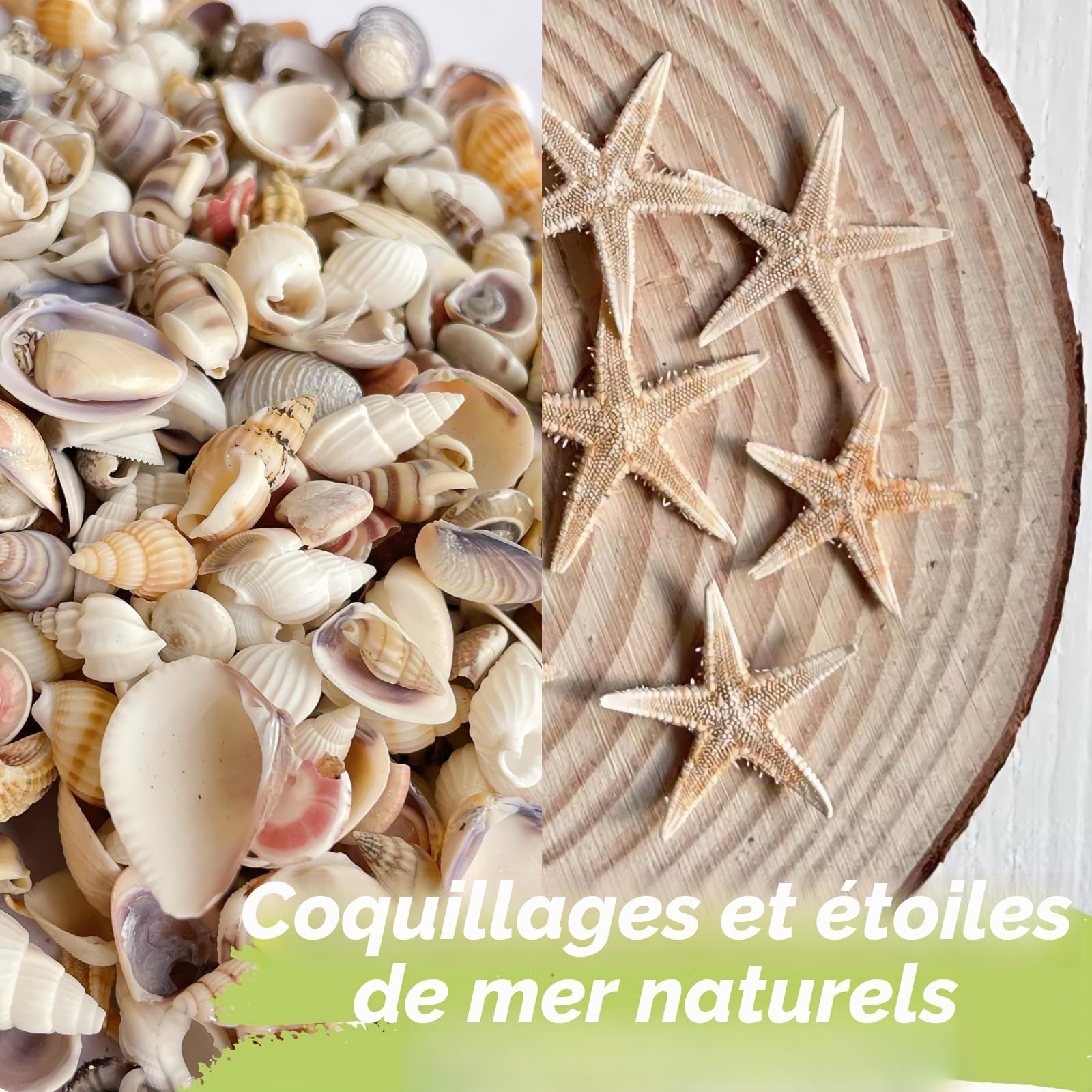 1 200 pièces petites coquillages de mer et 10 petites étoiles de mer - Mélange de coquillages de plage en spirale pour aquarium et vase, décoration de fête sur le thème de la plage