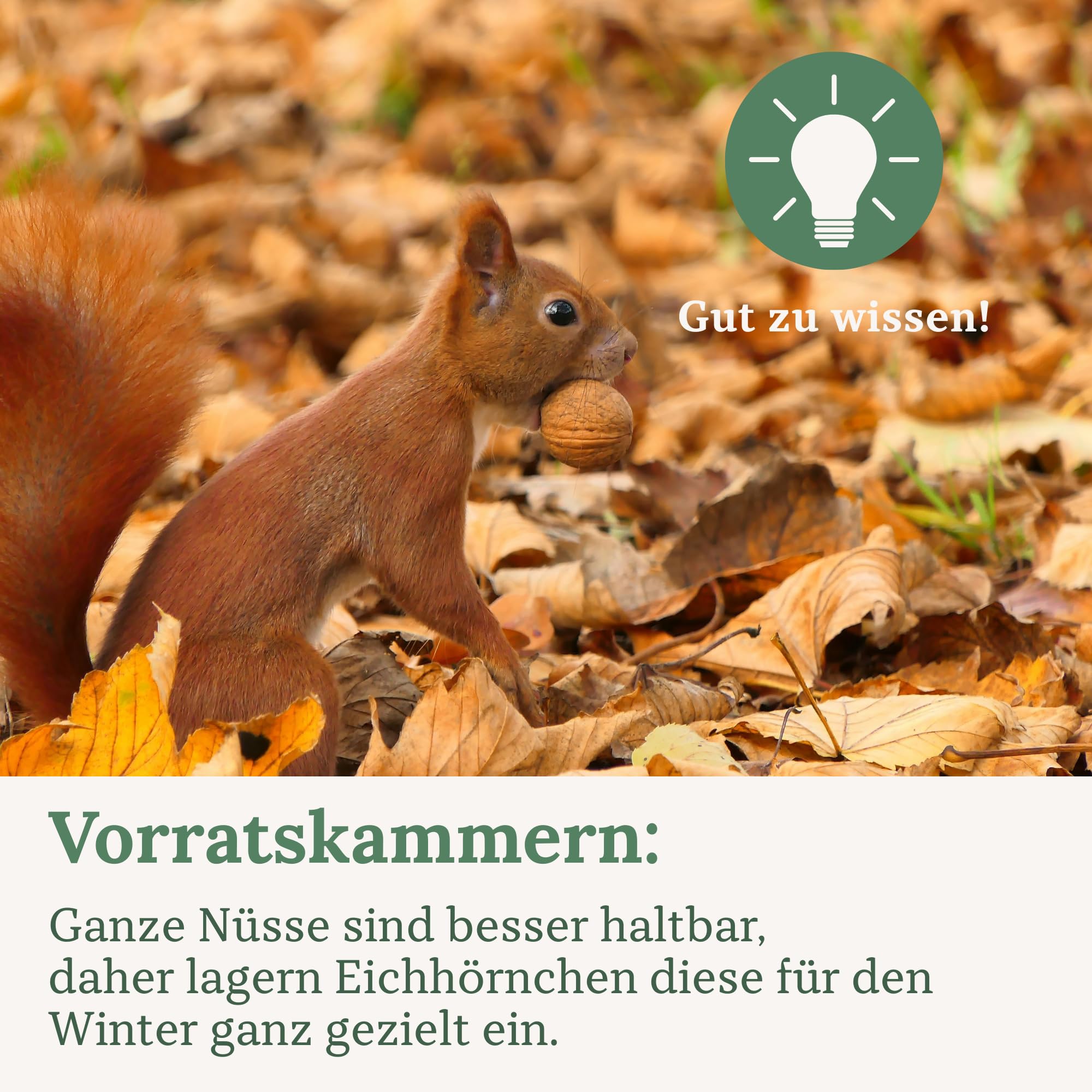 Orni Artgerechter Nüsse Mix für Eichhörnchenfutter 1kg | Futter für Eichhörnchen mit Haselnüsse, Walnüsse mit Schale für Eichhörnchen | Ganzjähriges Eichhörnchenfutter