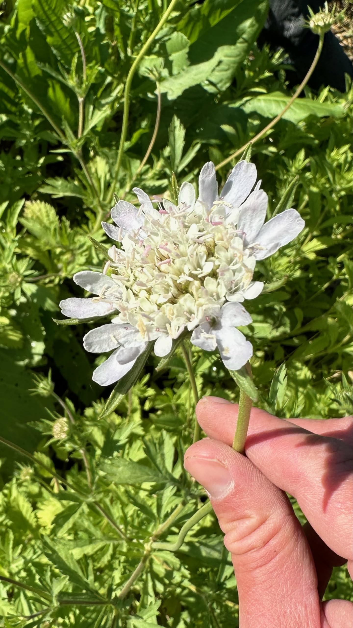 Amazon.com : Plant Good Seed White Starflower Scabiosa Flower Seeds for  Planting: Dried Bouquets, Brown Geometric Pods - 30 Seed Packet : Patio,  Lawn & Garden