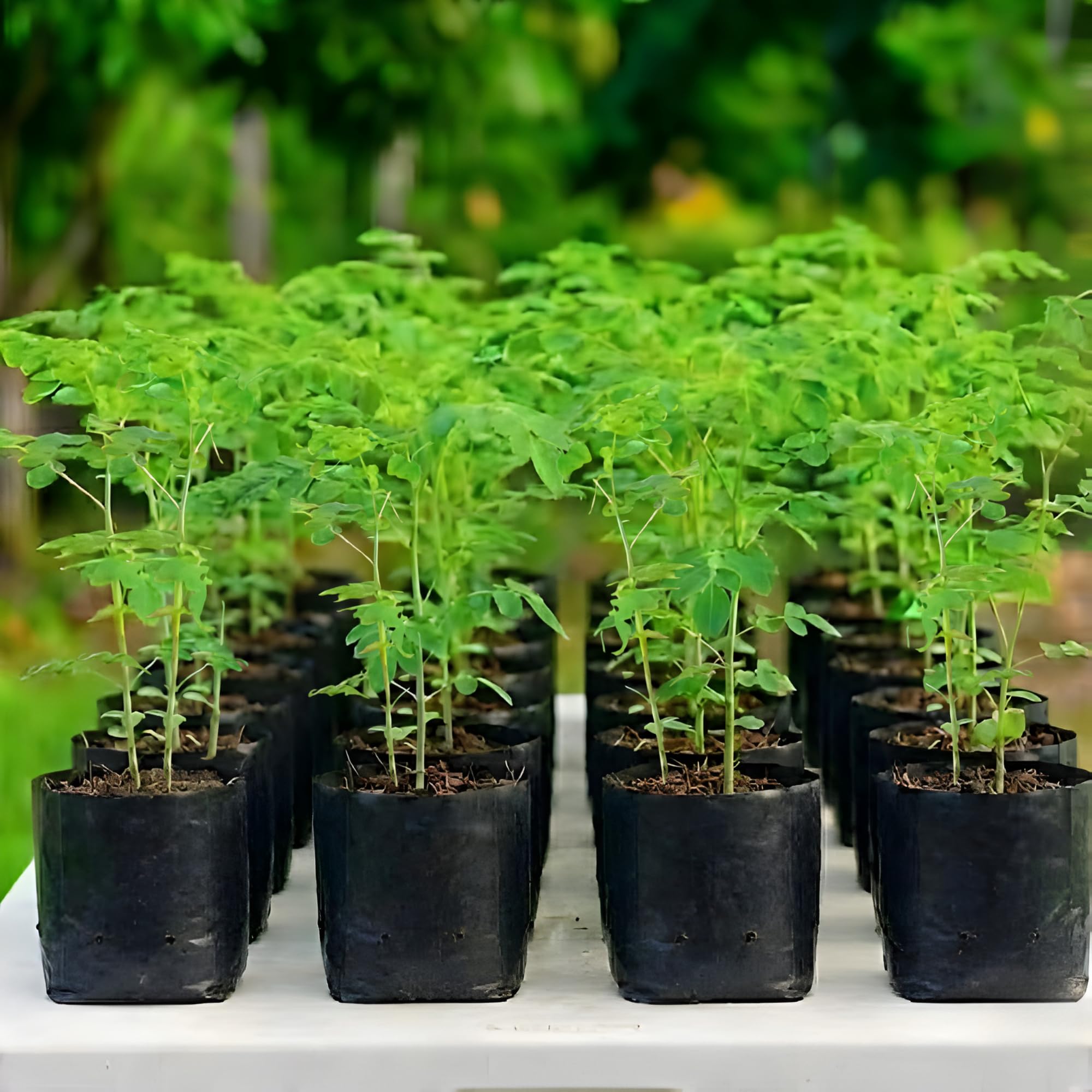 Amazon.com : Moringa Tree Live Plant, Malunggay 6 to 8 Inc Tall Moringa  Plants Live, Drumstick Horseradish Tree, Herb Moringa Plants to Plant  Outdoor : Patio, Lawn & Garden