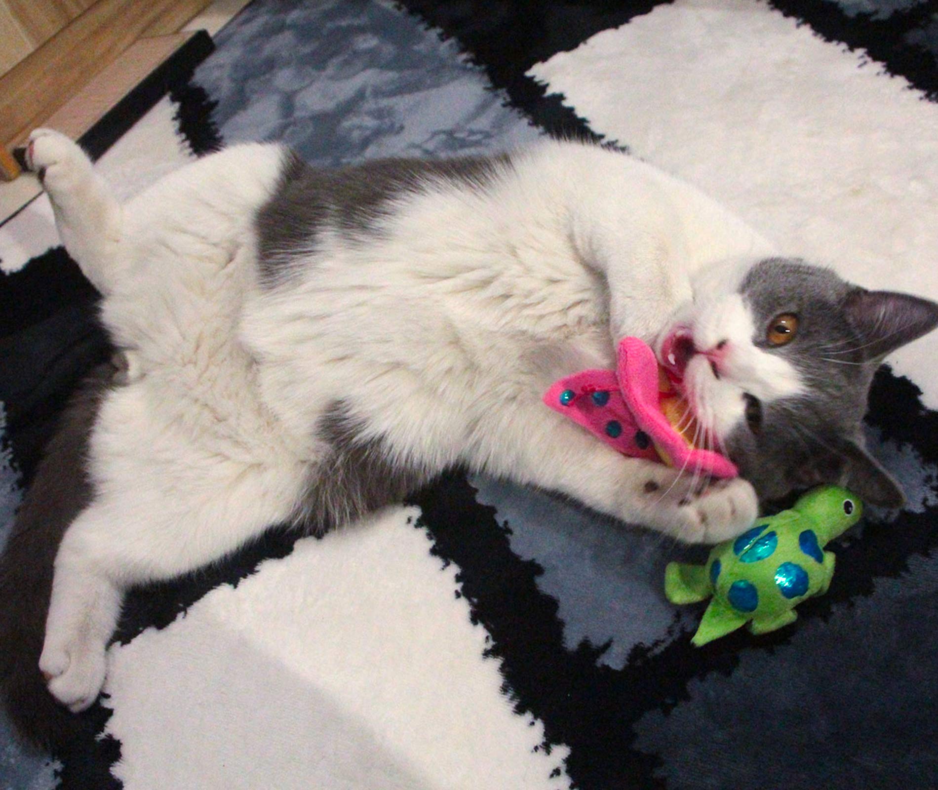 Katzenspielzeug, 3 Stück mit Katzenminze, Indoor-Katzen, Fisch, Schmetterling, Schildkröte