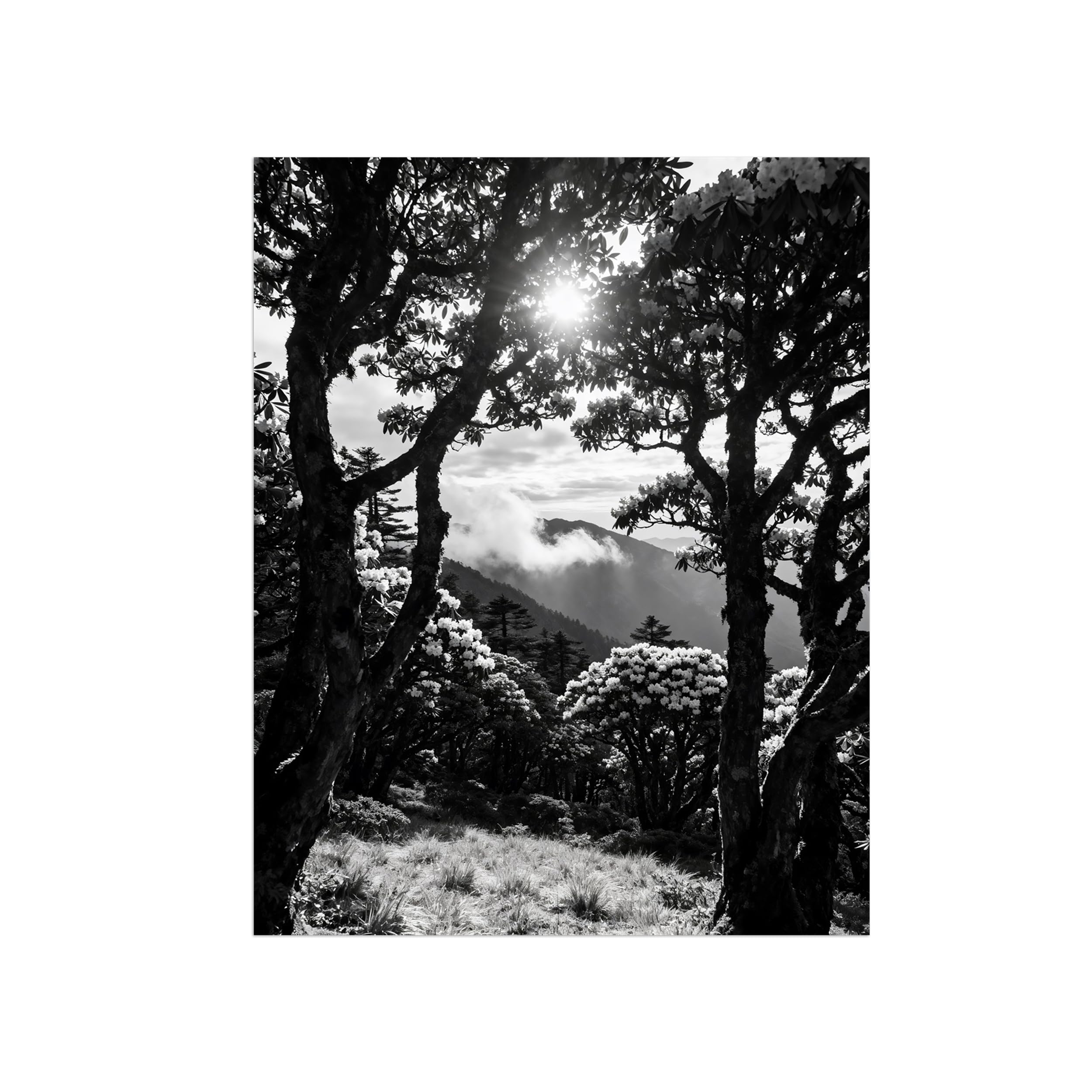 Black White Landscape Wall Art. Tree Sunshine 2. Picture 90x117cm Framed