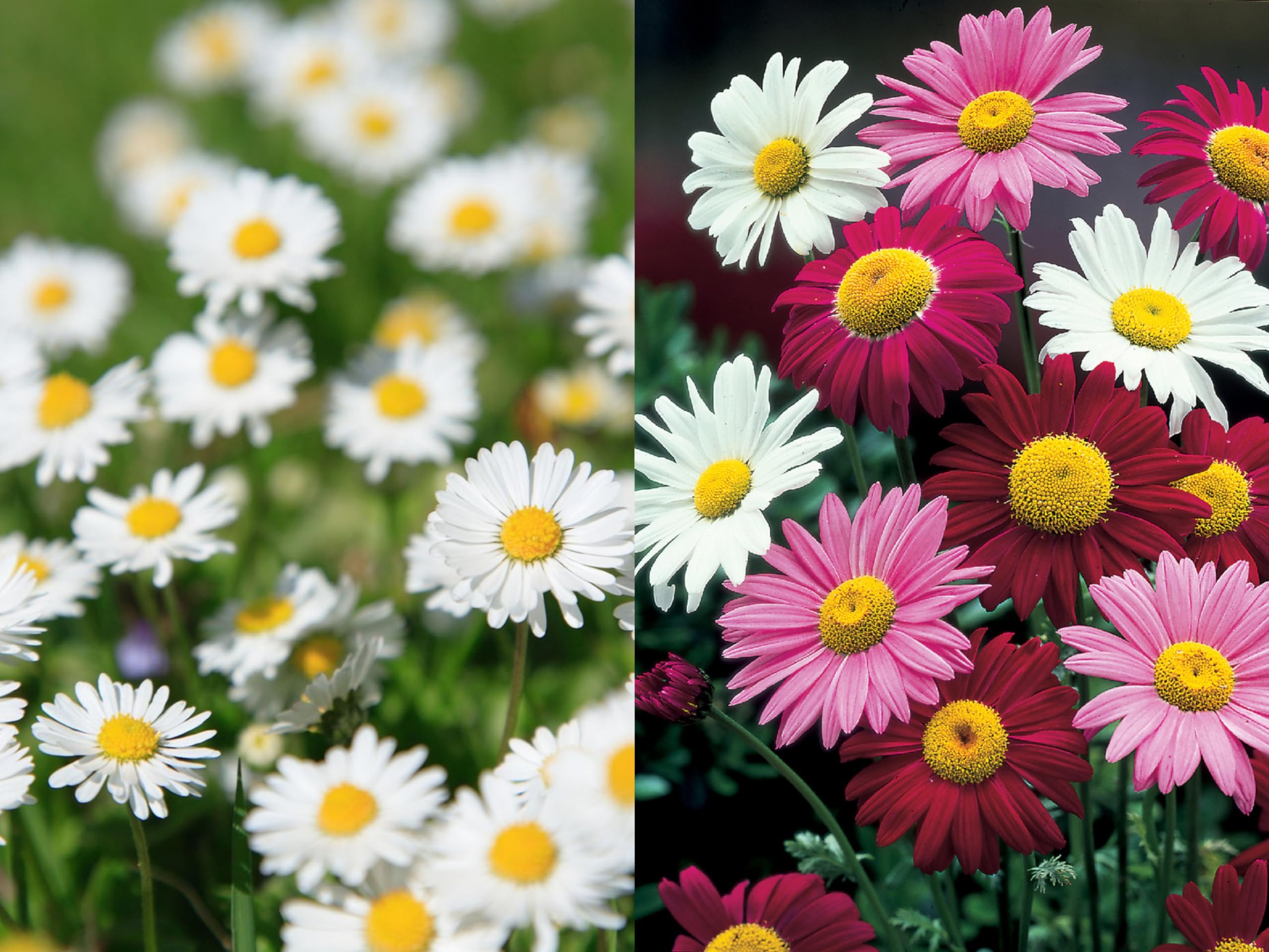 See full amazon price history chart for 50+ Seeds- Mix Colour Pyrethrum Flower Seeds - Natural Insect Repellent - Grow Year Round - All India 50+ Seeds- Mix Colour Pyrethrum Flower Seeds - Natural Insect Repellent - Grow Year Round - All India (B0CWPGV1KX) Amazon Price History, Amazon Price Tracker