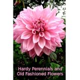 Hardy Perennials and Old Fashioned Flowers