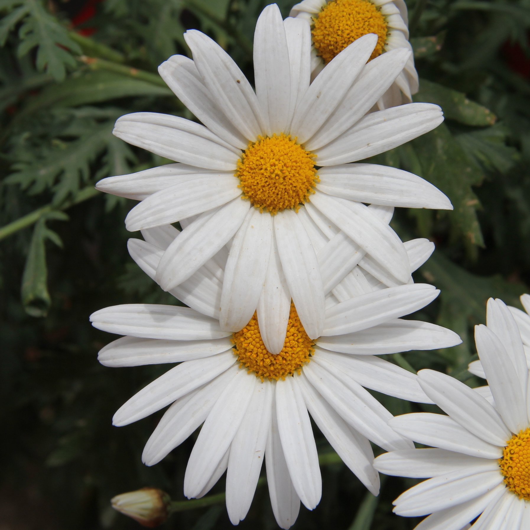 Biocarve Chrysanthemum paludosum- Pack of 200 Seeds (B01ASWO492) Amazon Price History, Amazon Price Tracker