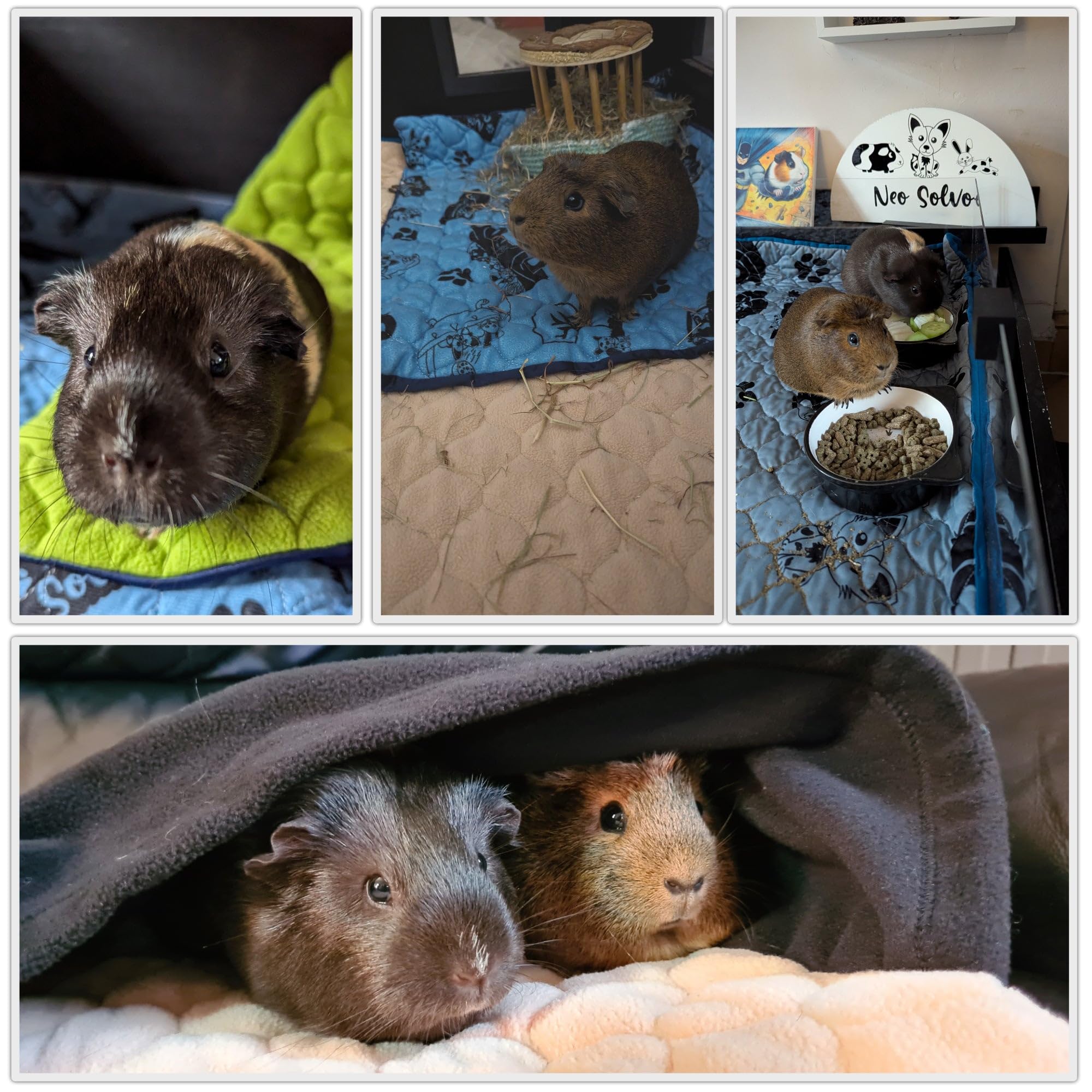 Tapis Litière Polaire pour Cochon d'Inde et Lapin - Absorbant et Imperméable - Lavable - Cage et Enclos - 105 x 70 cm - Bleu