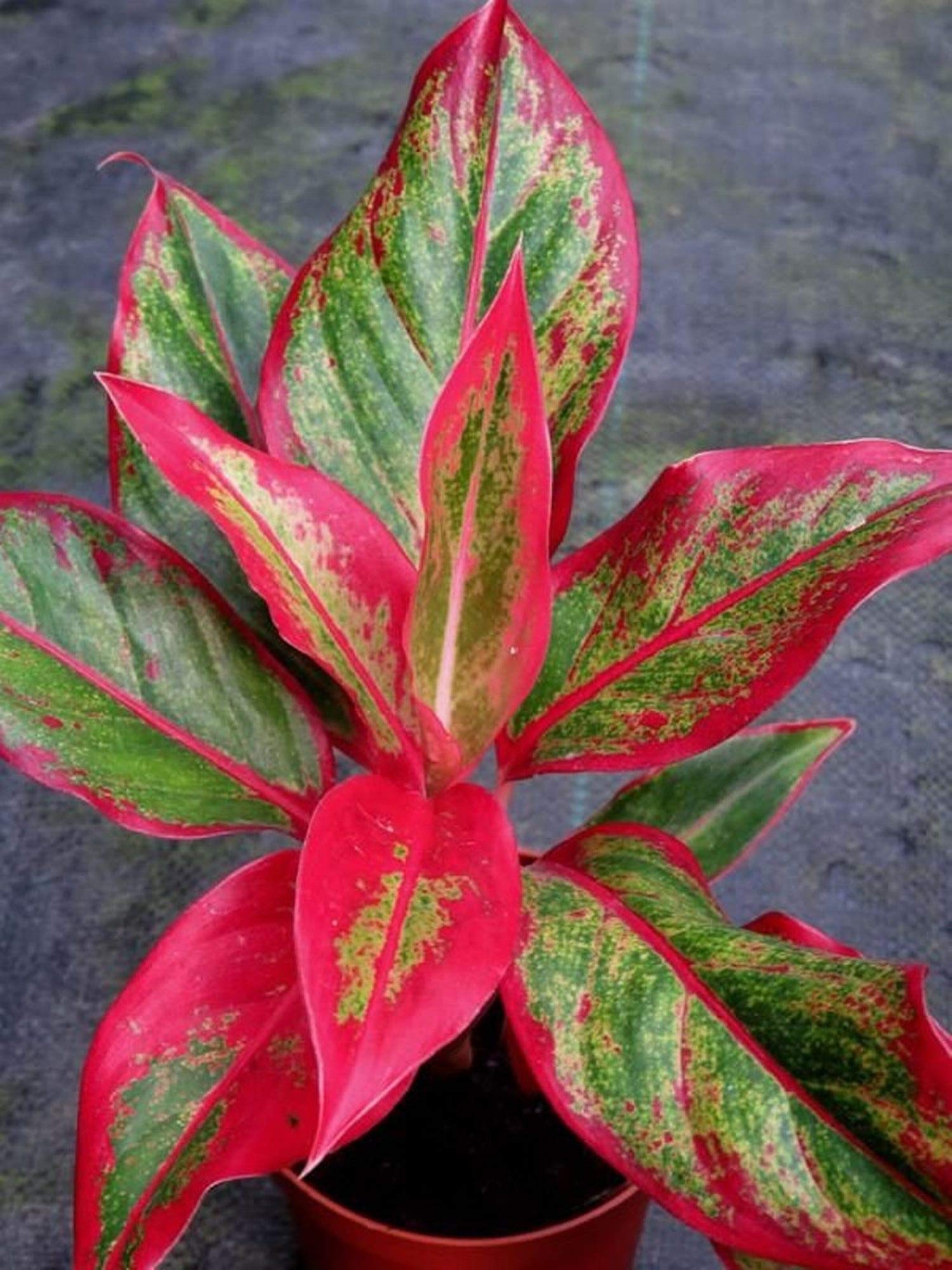 See full amazon price history chart for GREEN ISLAND Aglaonema Lipstick Plant Pack With Plastic Pot (Lipstick) GREEN ISLAND Aglaonema Lipstick Plant Pack With Plastic Pot (Lipstick) (B09L64KCY2) Amazon Price History, Amazon Price Tracker