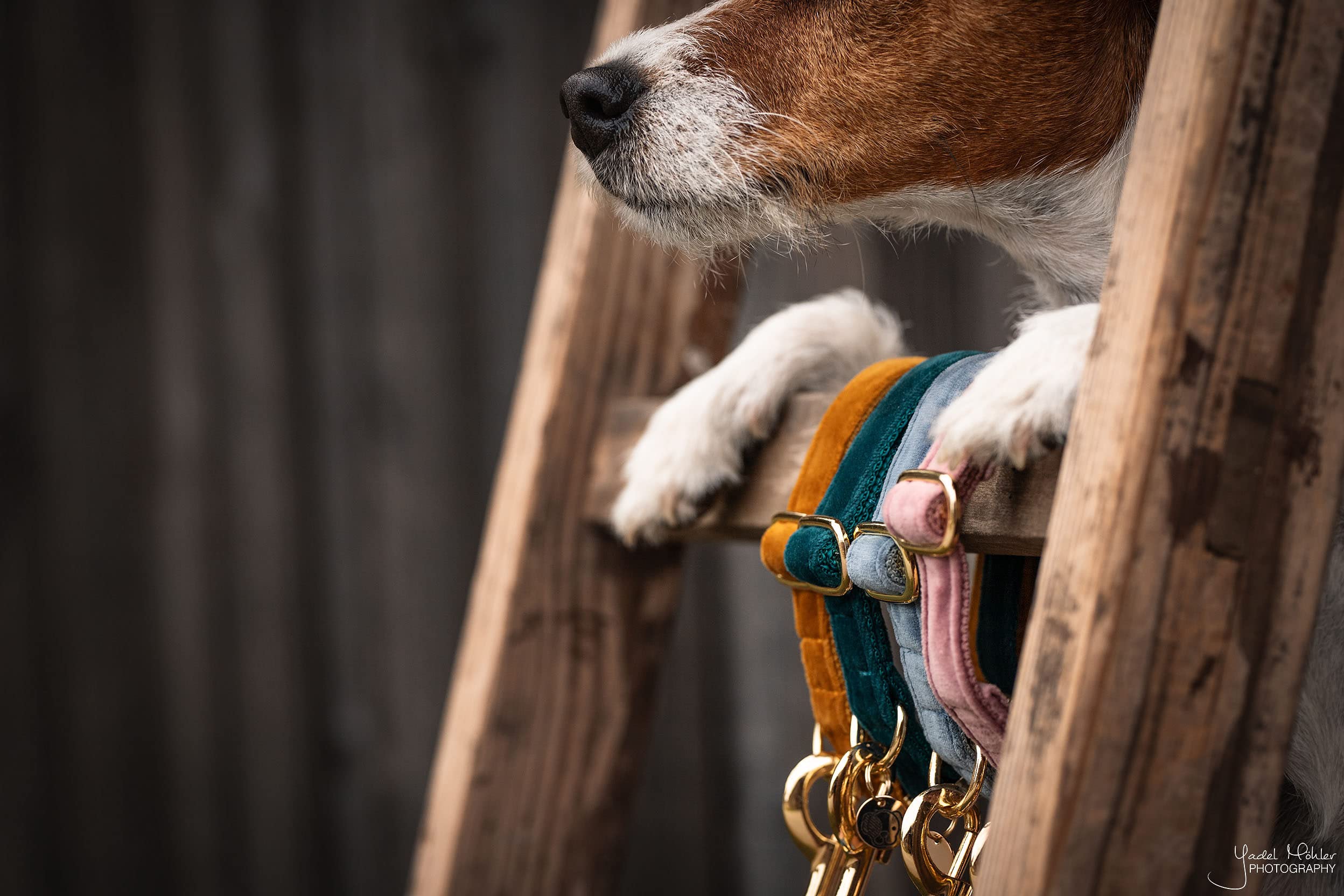 Kentucky Dogwear - Samt Hundehalsband - Orange S - 28-40cm