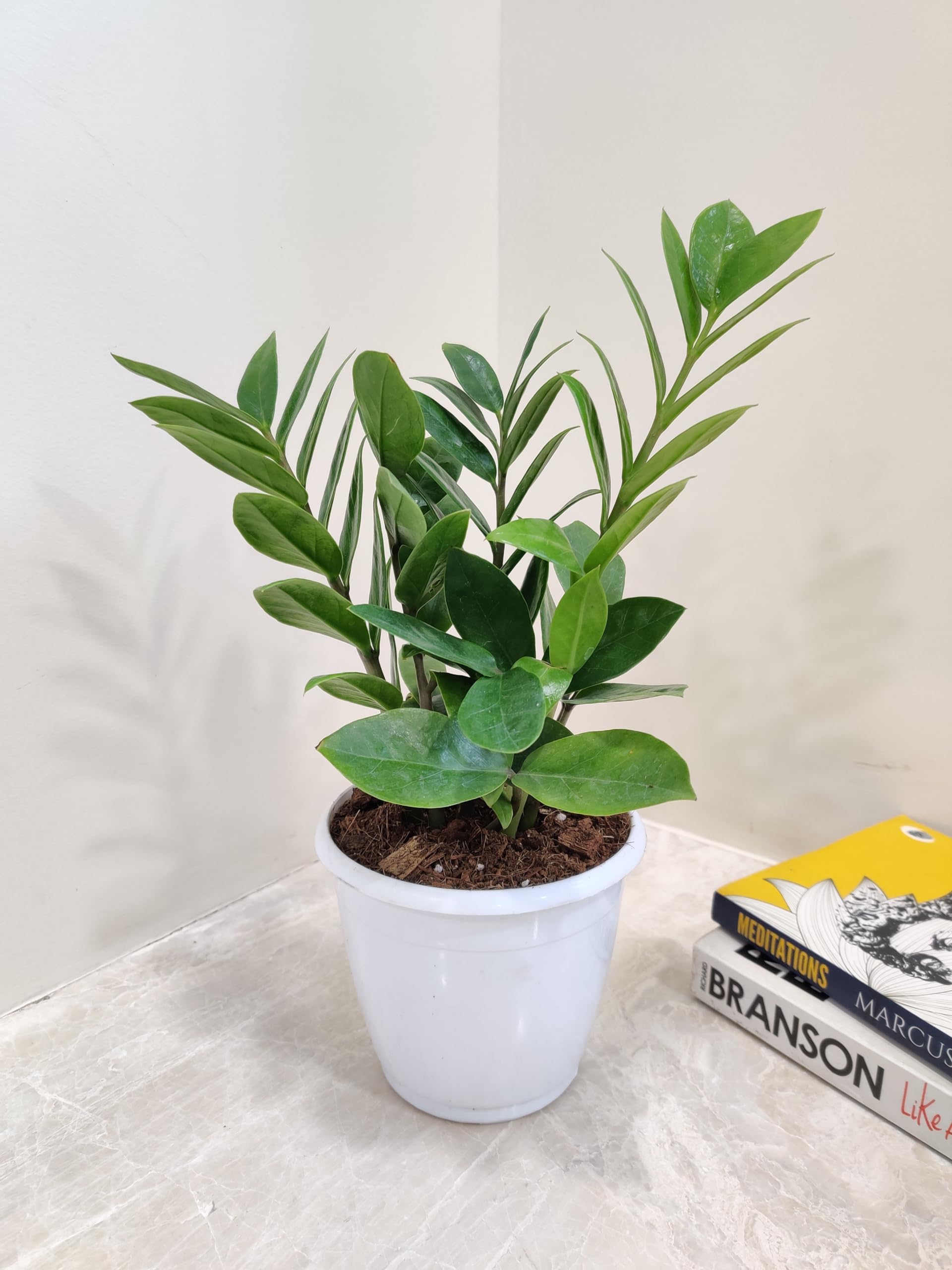 CAPPL Zamia ZZ Indoor Air Purifying Plant with Plastic Pot (Zamioculcas Zamiifolia) 2
