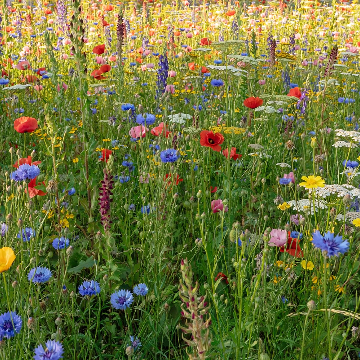 MRS Prairie de fleurs sauvages avec graminées - 250 g pour 75 m² - Graines annuelles et vivaces - 60% d’herbes et 40% de fleurs - Attire abeilles, papillons et autres pollinisateurs
