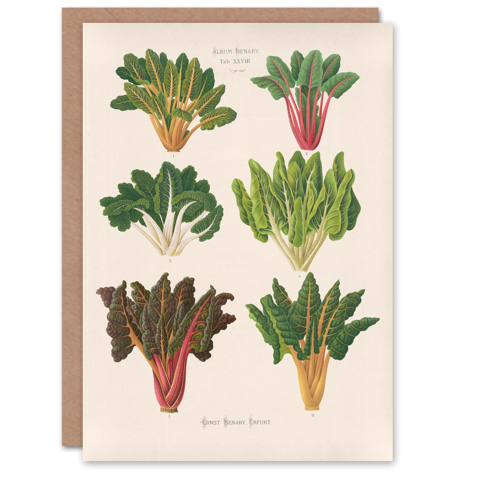 Artery8 Ernst Benary Art Card Beet and Swiss Chard Vintage Botanical