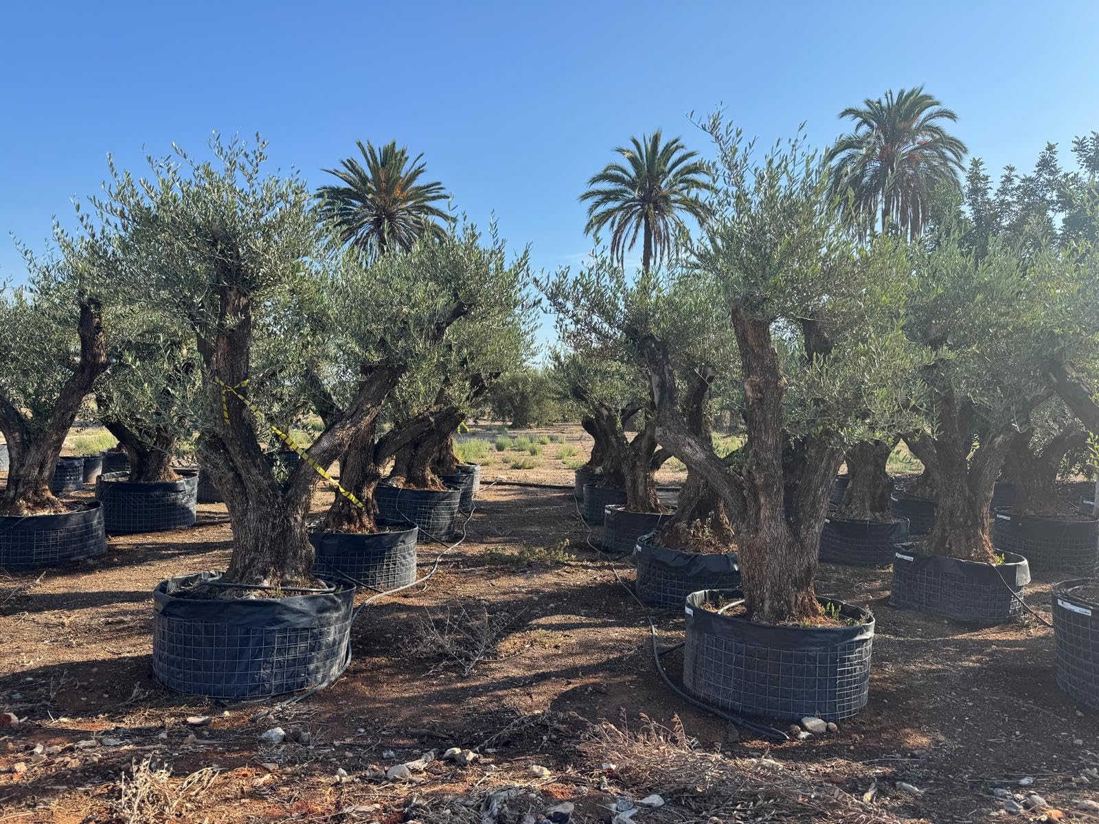 Sunny Tree - Olea Europaea Lechin Olivenbaum Pompon – 80 Jahre alt – 240 cm hoch – Stammumfang 80/100 cm – Premium Qualität – Winterhart – Mediterraner Gartenbaum