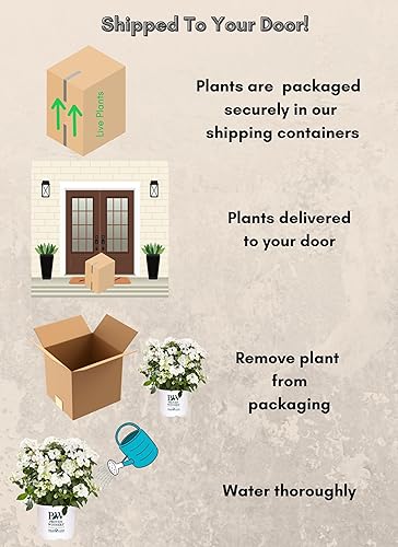 Miniatura 12 de Arbusto de novia Proven Winners Hydrangea Fairytrail de 0.07 oz