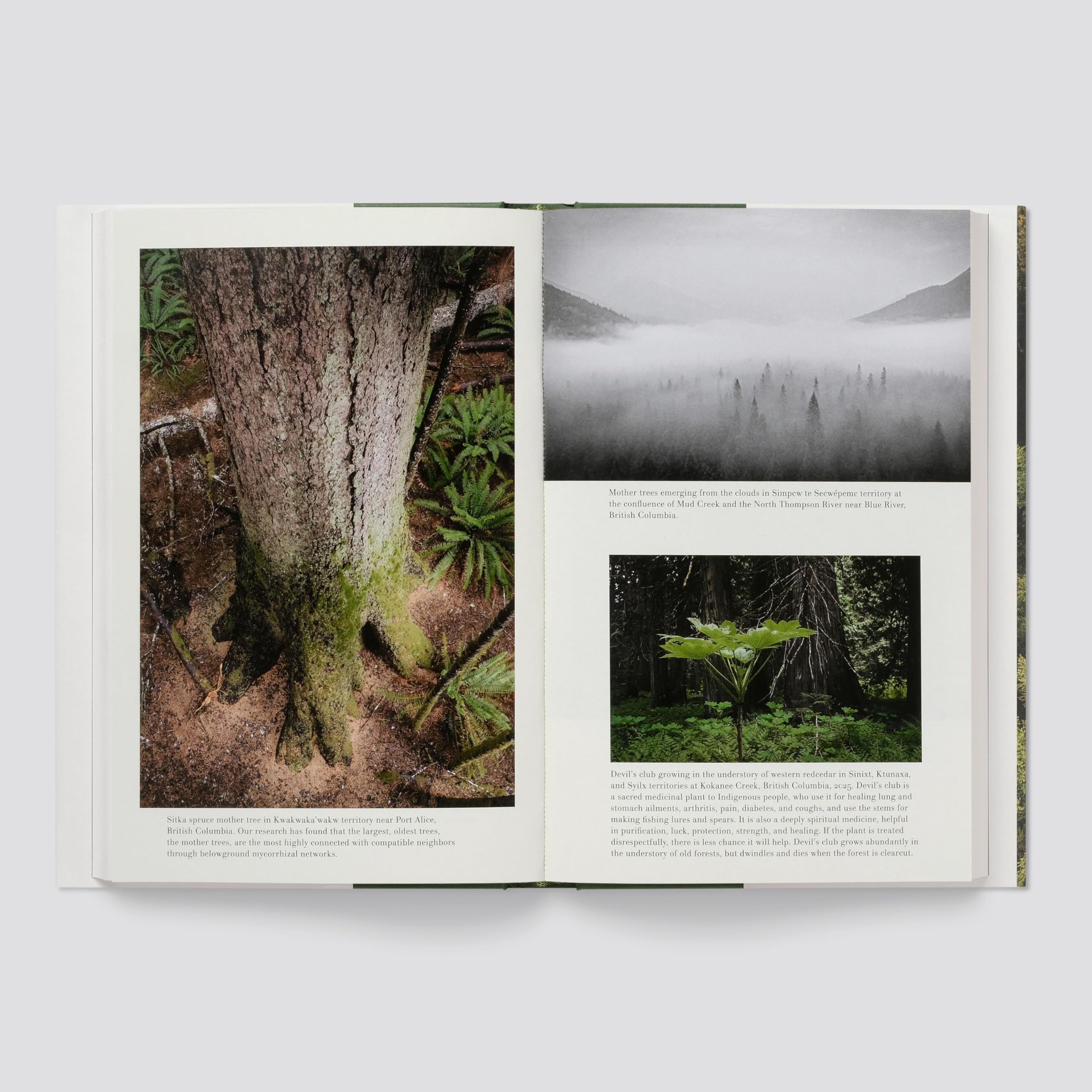 When the Forest Breathes: Renewal and Resilience in the Natural World