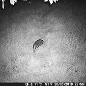 Se alle de natlige ting, der foregår.